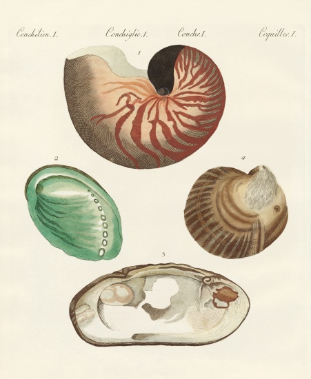 Strange snails and clams à École allemande, (19ème siècle)