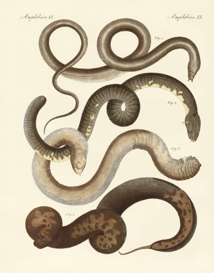 Strange snake à École allemande, (19ème siècle)