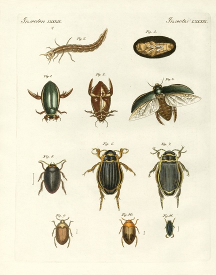 Strange swimming beetles à École allemande, (19ème siècle)