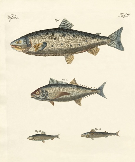 Strange trading fish à École allemande, (19ème siècle)
