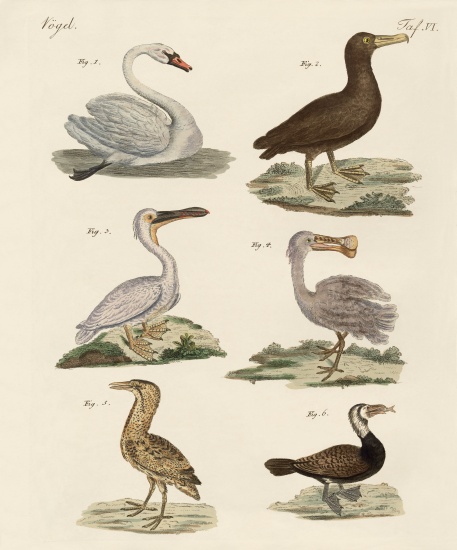 Strange water birds à École allemande, (19ème siècle)