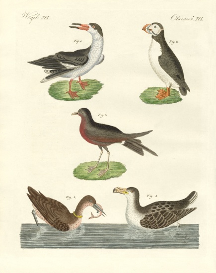 Strange waterbirds à École allemande, (19ème siècle)