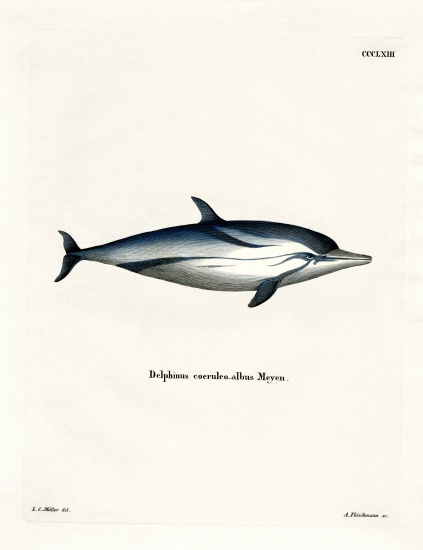 Striped Dolphin à École allemande, (19ème siècle)