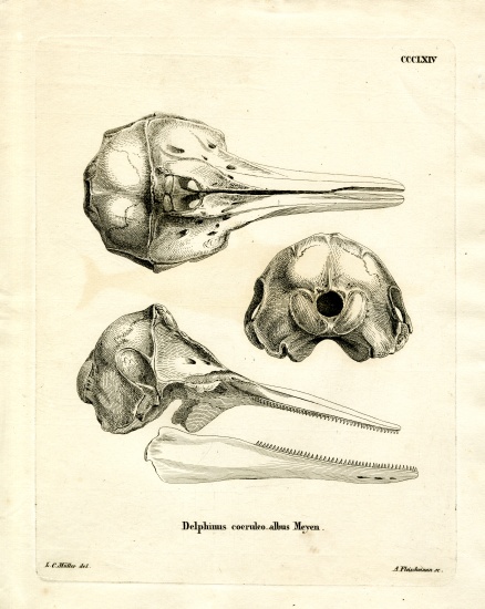 Striped Dolphin Skull à École allemande, (19ème siècle)