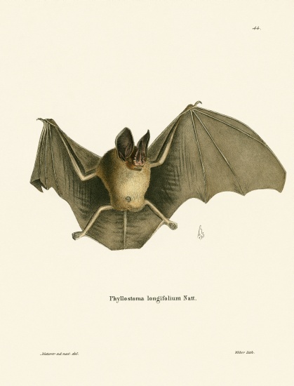 Striped Hairy-nosed Bat à École allemande, (19ème siècle)