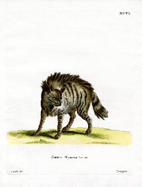 Striped Hyena