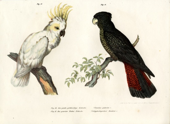 Sulphur-crested Cockatoo à École allemande, (19ème siècle)