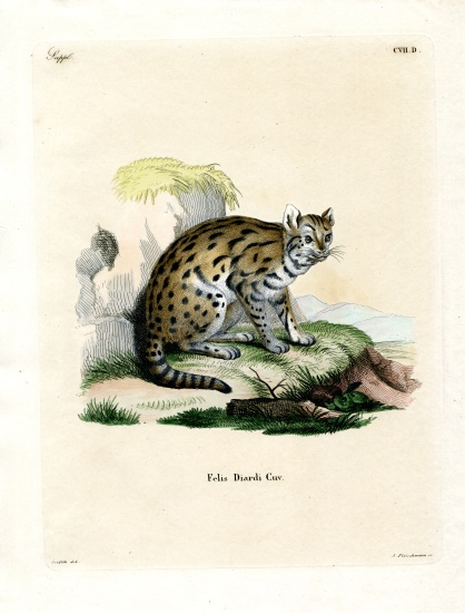 Sunda Clouded Leopard à École allemande, (19ème siècle)