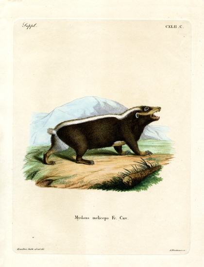 Sunda Stink Badger à École allemande, (19ème siècle)