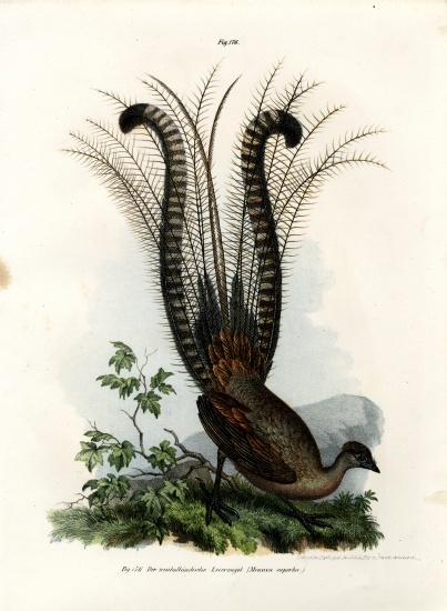 Superb Lyrebird à École allemande, (19ème siècle)