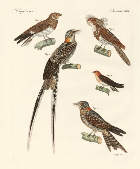 Swallow-like birds à École allemande, (19ème siècle)