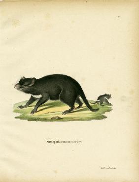 Tasmanian Devil