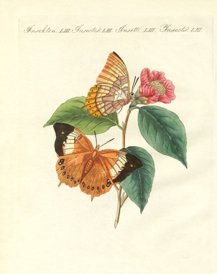 The Bernard's day-butterfly of China à École allemande, (19ème siècle)