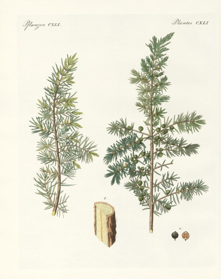 The common juniper à École allemande, (19ème siècle)