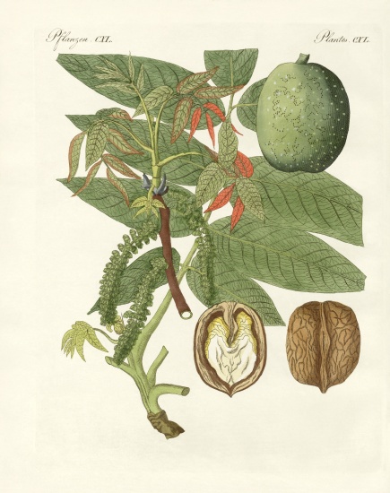 The common walnut-tree à École allemande, (19ème siècle)