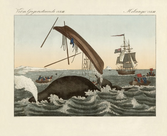 The dangers of whale fishing à École allemande, (19ème siècle)