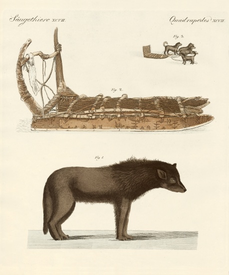 The dog of the Baffin-Bay à École allemande, (19ème siècle)