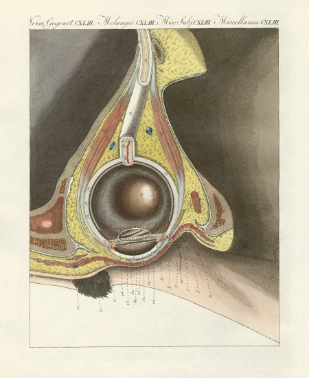 The facial organ illustrated through the human eye à École allemande, (19ème siècle)