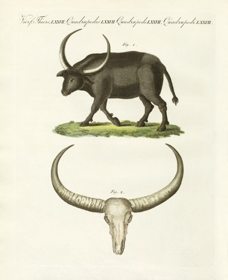 The giant buffalo à École allemande, (19ème siècle)