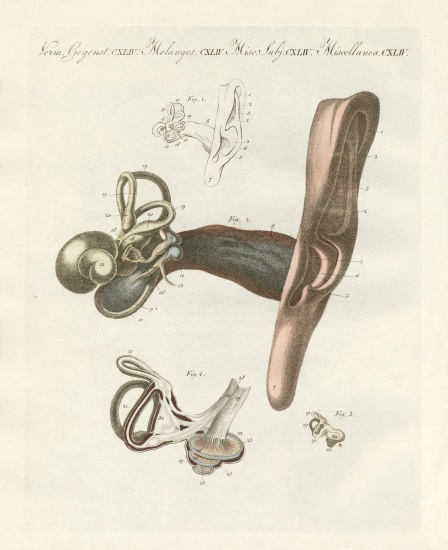 The hearing organ illustrated through the human ear à École allemande, (19ème siècle)