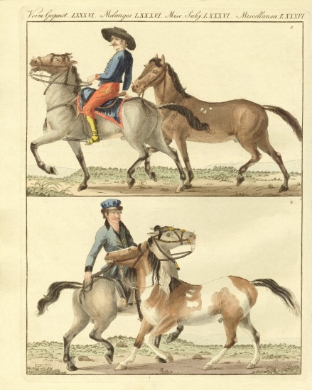 The horse with its different kinds à École allemande, (19ème siècle)