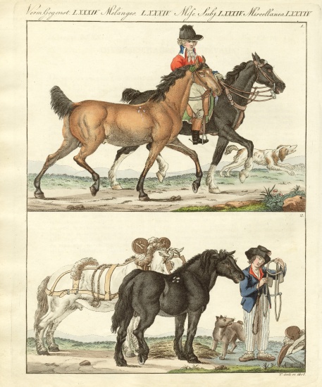 The horse with its different kinds à École allemande, (19ème siècle)