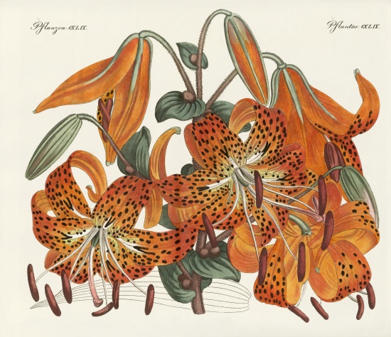 The Japanese Tiger Lily à École allemande, (19ème siècle)