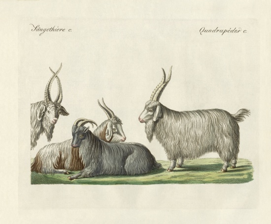 The kashmir goats introduced in France à École allemande, (19ème siècle)