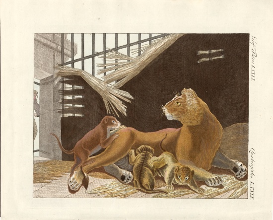 The lioness and her cubs à École allemande, (19ème siècle)