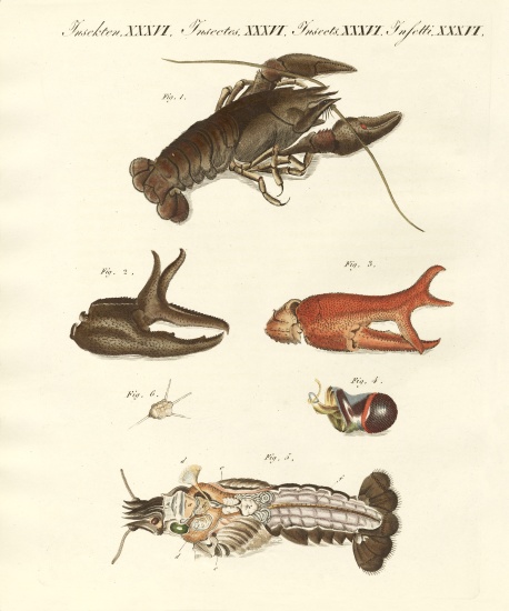 The nasty river-crab à École allemande, (19ème siècle)