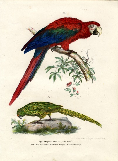 The Scarlet Macaw à École allemande, (19ème siècle)