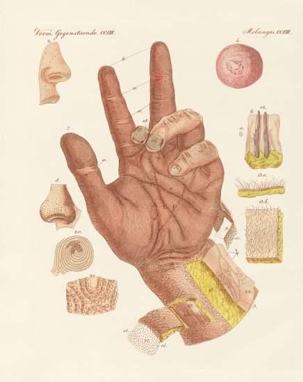 The sense, or view of the human skin à École allemande, (19ème siècle)