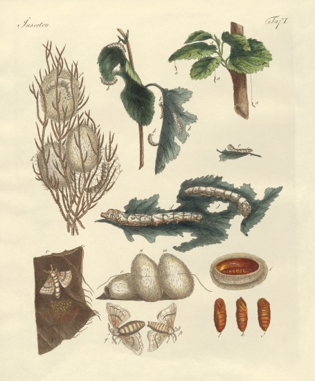 The silkworm à École allemande, (19ème siècle)