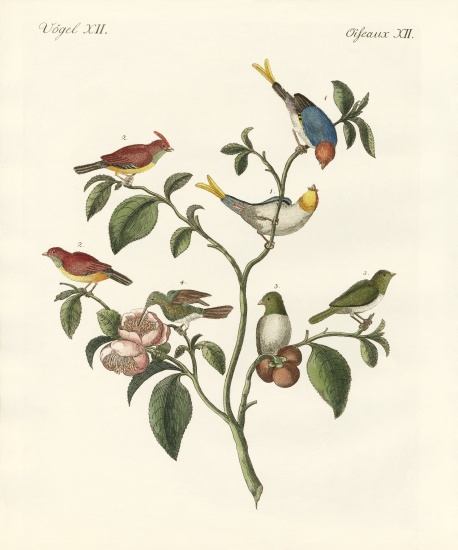 The smallest birds à École allemande, (19ème siècle)