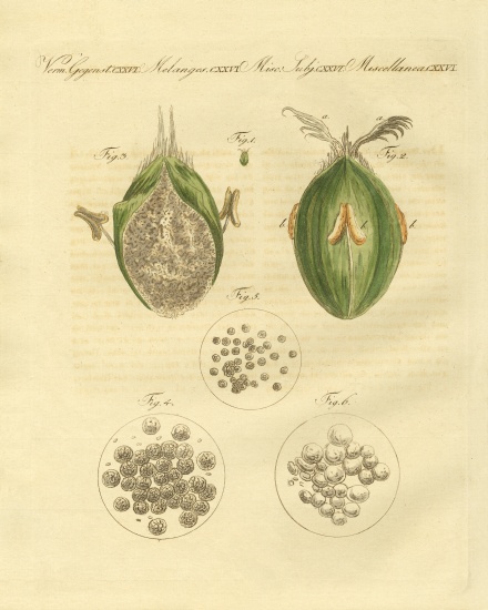 The ustilaginomycotina of the wheat à École allemande, (19ème siècle)