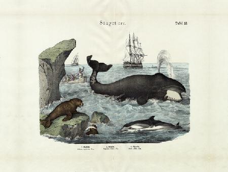 Mammals, c.1860