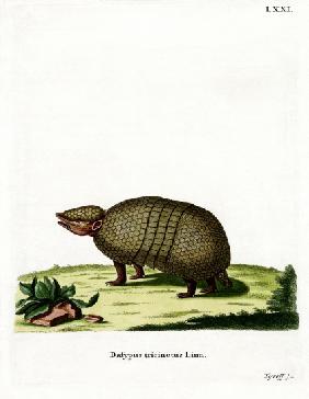 Three-banded Armadillo