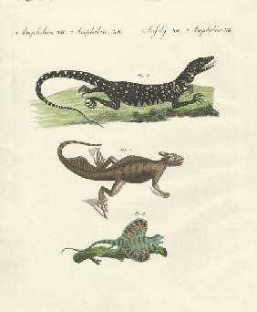 Three kinds of strange lizards