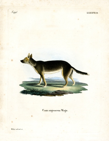 Tibetan Dog à École allemande, (19ème siècle)