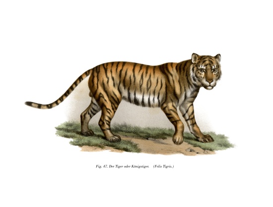 Tiger à École allemande, (19ème siècle)