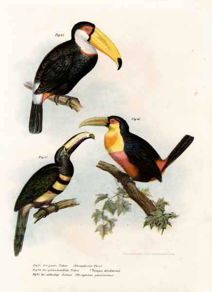 Toco Toucan à École allemande, (19ème siècle)