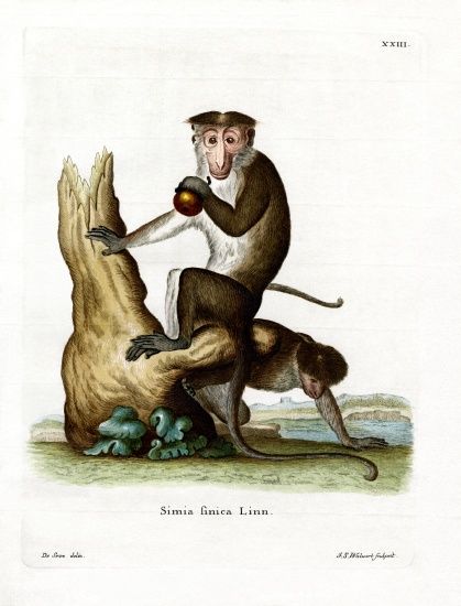 Toque Macaque à École allemande, (19ème siècle)