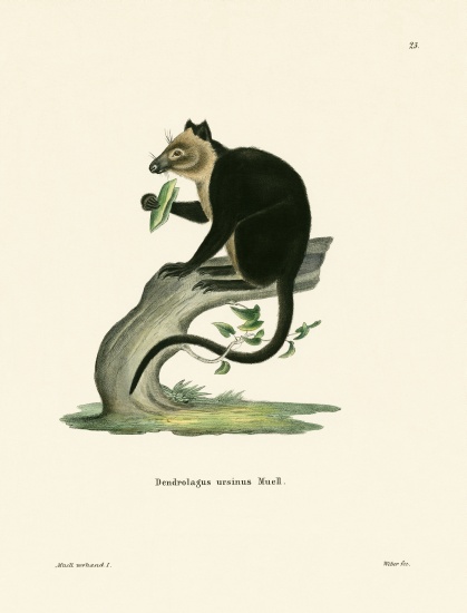 Ursine Tree Kangaroo à École allemande, (19ème siècle)
