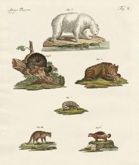 Various kinds of bears