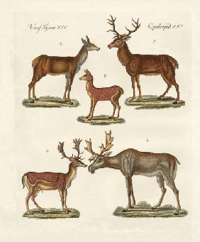Various kinds of deer