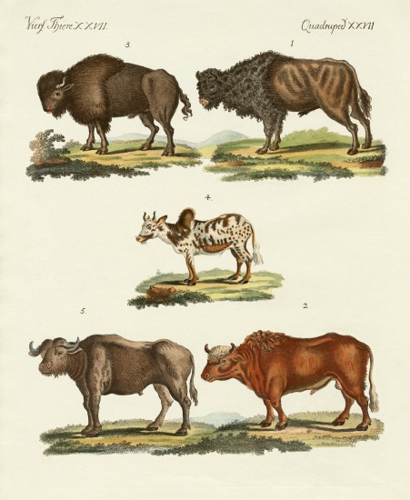 Various kinds of oxen à École allemande, (19ème siècle)