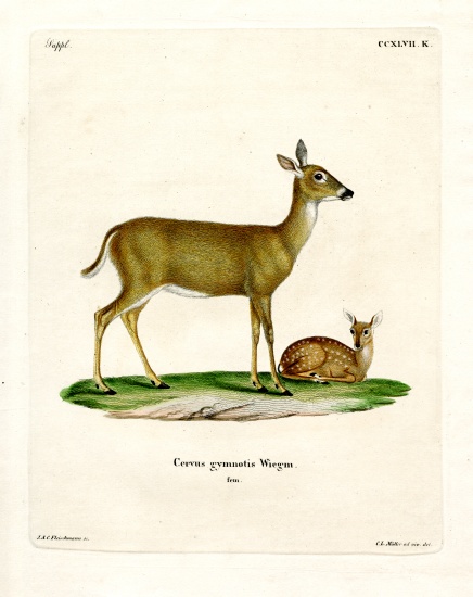 Virginian Deer à École allemande, (19ème siècle)