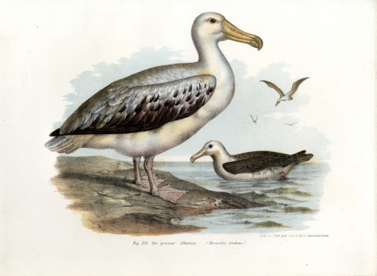 Wandering Albatross à École allemande, (19ème siècle)