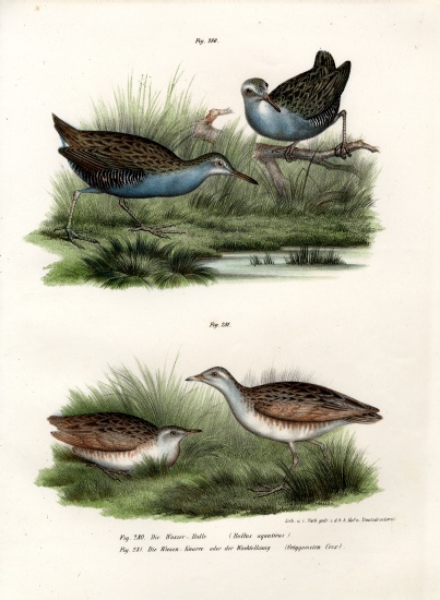 Water Rail à École allemande, (19ème siècle)