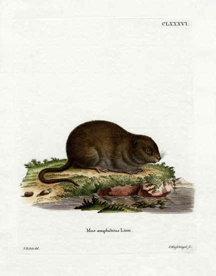 Water Rat à École allemande, (19ème siècle)